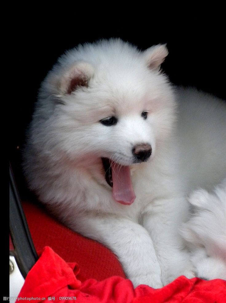 50天的狗狗吃什么:新手主人必看喂养指南