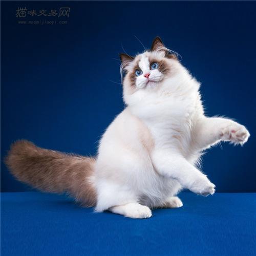 欧拉猫胎压低什么原因?揭秘猫咪健康之谜