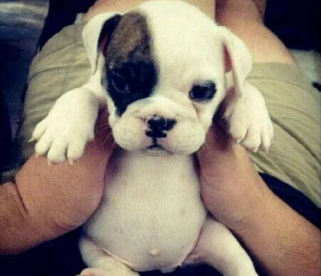 世界最贵狗狗多少钱——揭秘宠物市场的天价宠儿