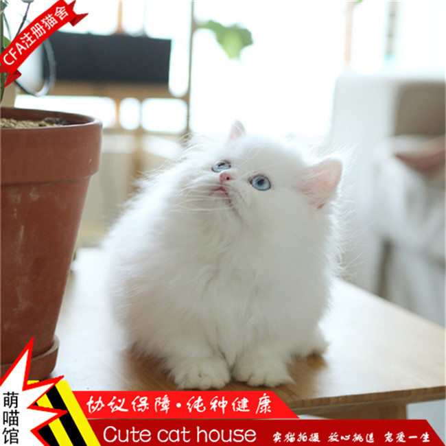 猫吃什么吐什么什么原因:揭秘猫咪呕吐的真相